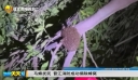 马蜂扰民 晋江消防成功摘除蜂窝