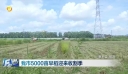 我市5000亩早稻迎来收割季