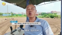 晋江胡萝卜迎来秋播季
