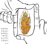 手中有粮 心里不慌