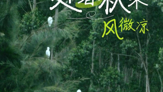 #早安·晋江 处暑秋来，风微凉。愿你有物暖身，有人暖心，山水一程，皆好运。#处暑