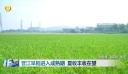 晋江早稻进入成熟期 夏收丰收在望