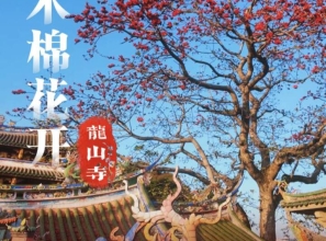 龙山寺木棉花开